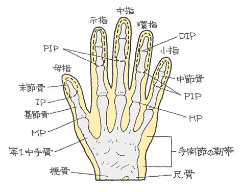 指 節|指